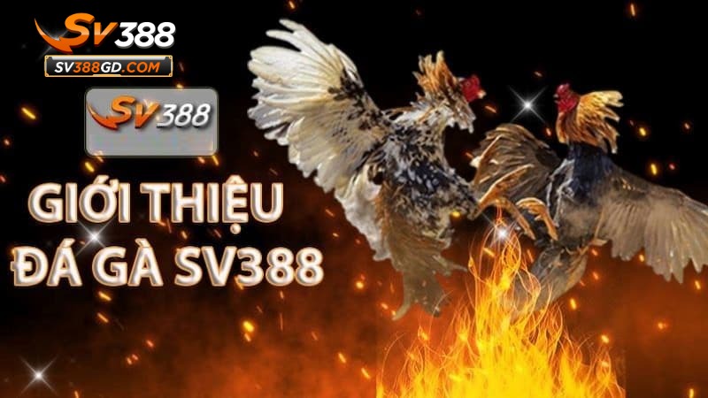 Giới thiệu về đá gà Thomo và SV388