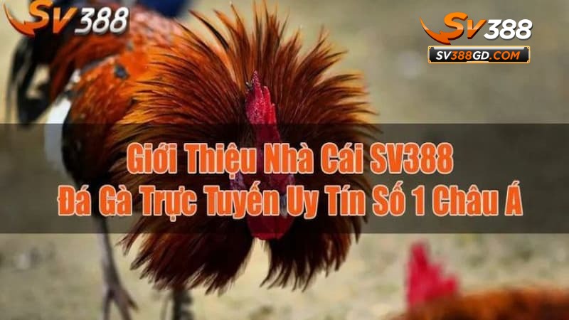 Khám phá về thông tin giới thiệu SV388