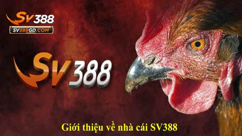 Các ưu điểm khi giới thiệu SV388 qua các tiêu chí