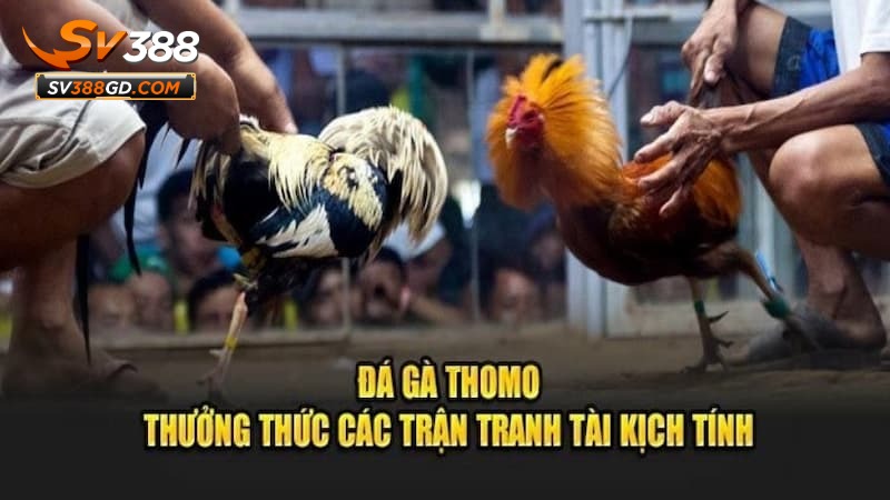 Hướng dẫn cá cược đá gà Thomo tại SV388