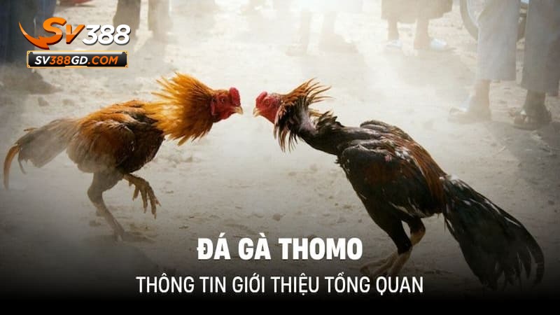 Khái quát đôi nét về SV388 đá gà Thomo